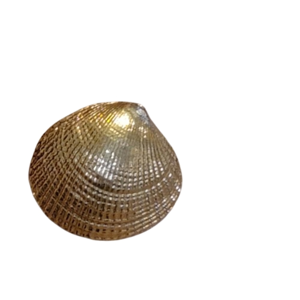 Gold Shell Small Brooch Pin